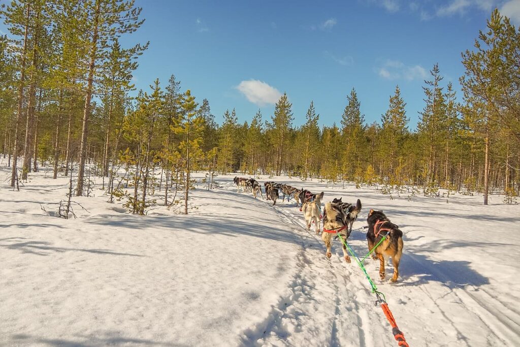 Schlittenhunde Winterlandschaft