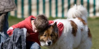 Hundeschulen Öffnung Protest in Deutschland