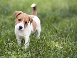 Hundetraining im Lockdown