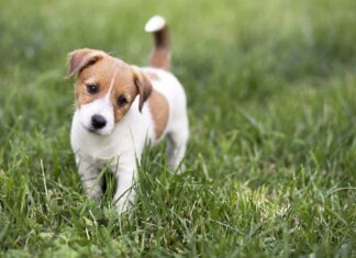 Hundetraining im Lockdown