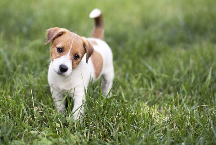 Hundetraining im Lockdown