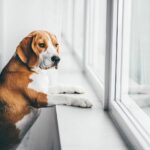 Hundeschulen in Deutschland weiter im Lockdown