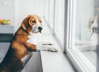 Hundeschulen in Deutschland weiter im Lockdown