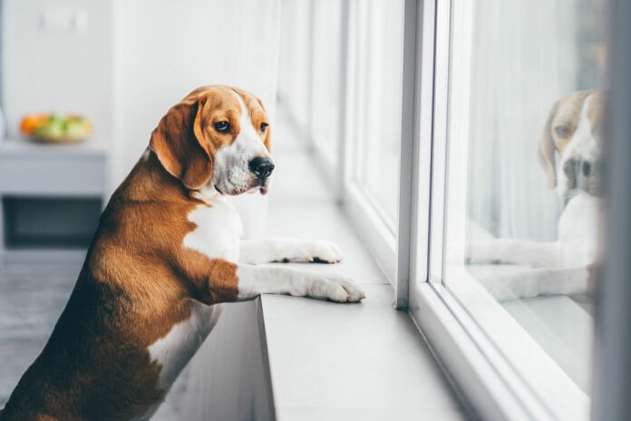 Hundeschulen in Deutschland weiter im Lockdown