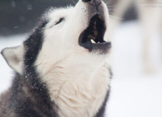 Lockdown in Österreich: Hundeschulen dürfen öffnen Hundeschule Lockdown Öffnung