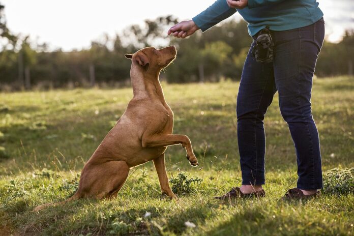 Hundeschule Österreich