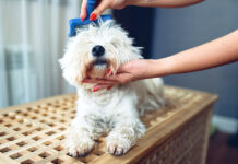 Fellpflege beim Hund