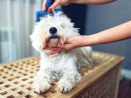 Fellpflege beim Hund