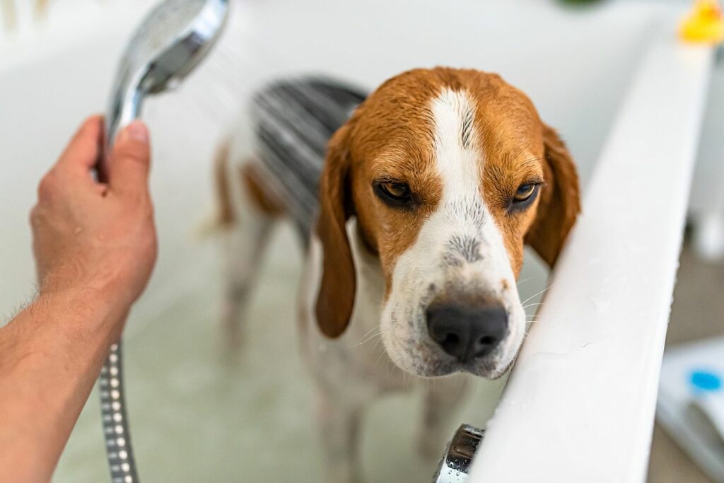 Hund in der Badewanne