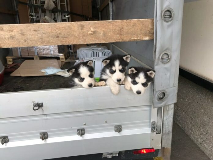 Hundewelpen Polizei Leoben