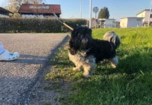 Shih Tzu