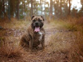 Hund mit Übergewicht