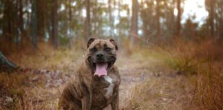 Hund mit Übergewicht