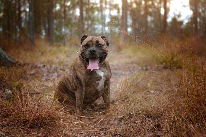 Hund mit Übergewicht