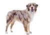 Australian Shepherd Hunderasse