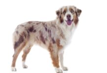 Australian Shepherd Hunderasse