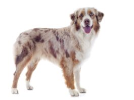 Australian Shepherd Hunderasse