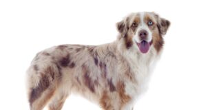 Australian Shepherd Hunderasse