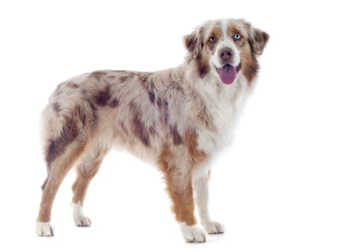 Australian Shepherd Hunderasse