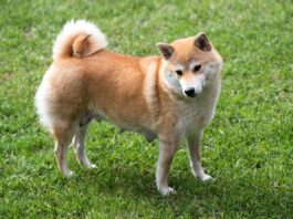 Shiba Inu Hunderasse