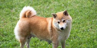 Shiba Inu Hunderasse