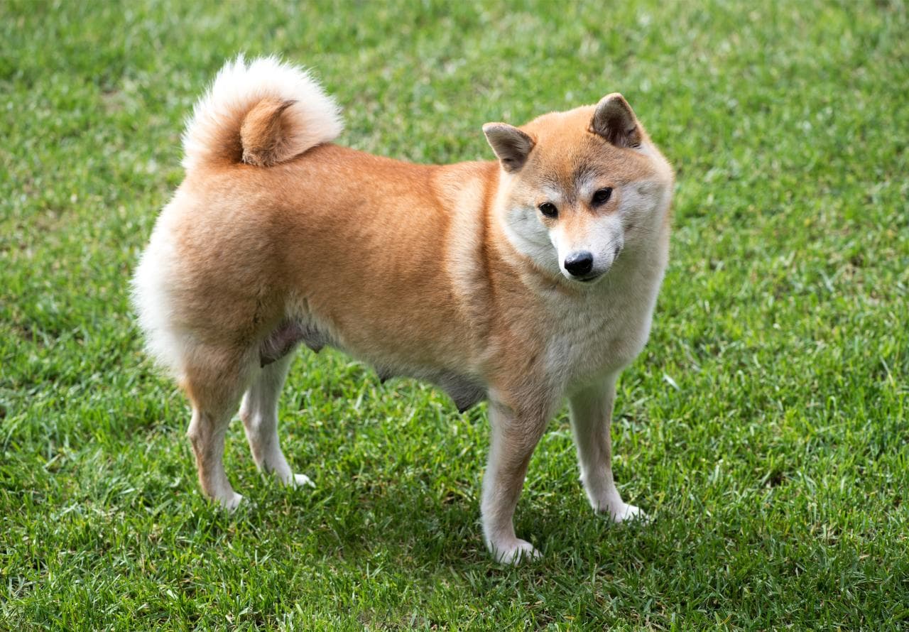 smid væk sælger Grand Shiba Inu - Charakterstark & immer treu an der Seite seines Besitzers