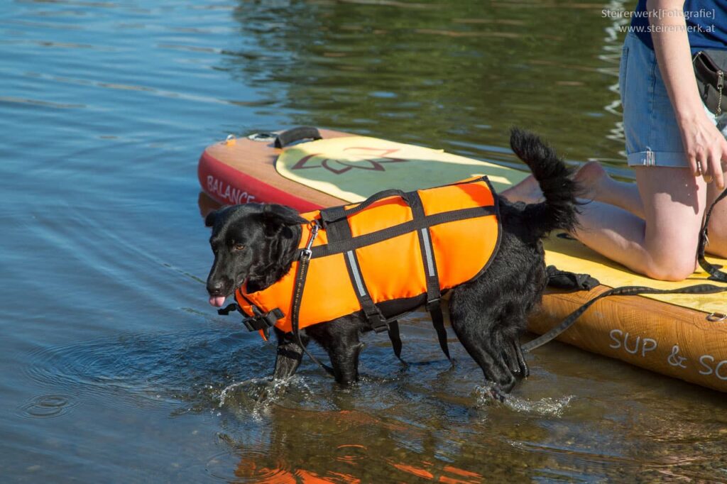 Schwimmweste für den Hund