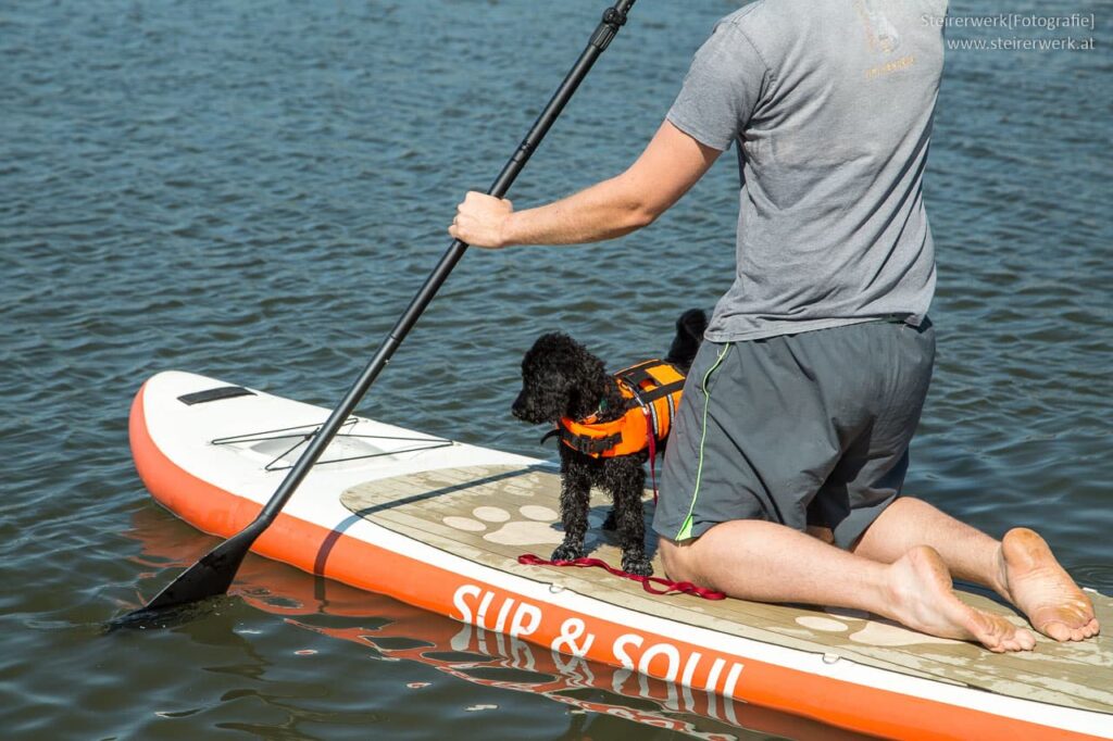 Hund am SUP-Board