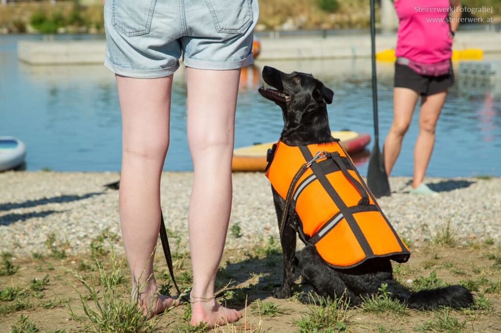 SUP mit Hund Übung