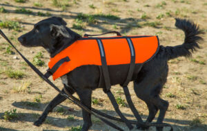 Hund mit Schwimmweste