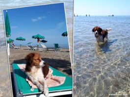 Hundestrand Caorle Bau Beach