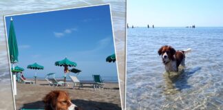 Hundestrand Caorle Bau Beach