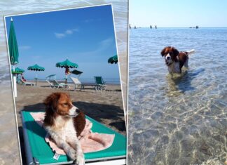 Hundestrand Caorle Bau Beach