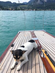 Hund am Segelboot am See