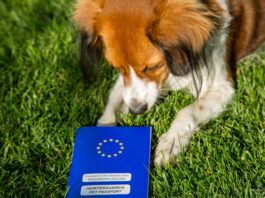EU-Heimtierausweis: Alles, was Hundebesitzer wissen müssen EU-Heimtierausweis für Hund