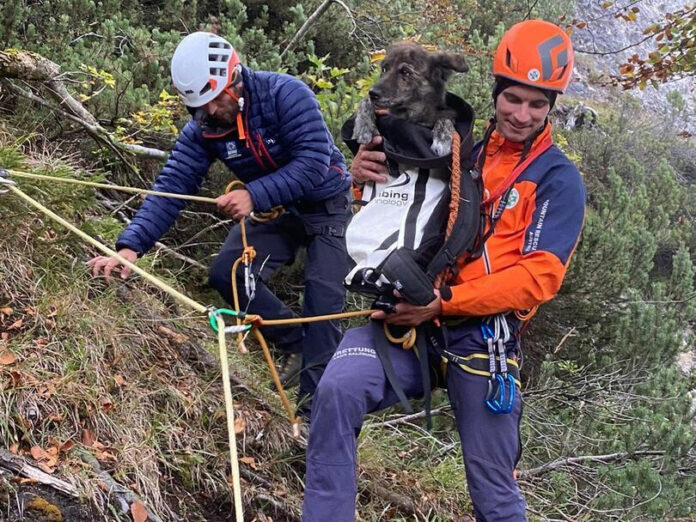 Hunderettung vom Untersberg