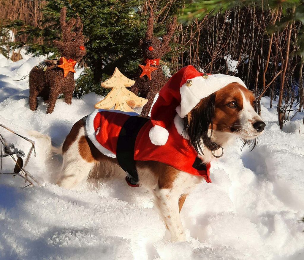 Adventskalender Hund Weihnachtsmütze