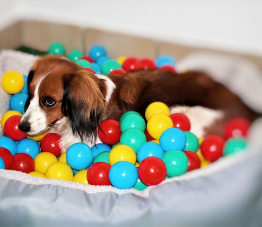 Hunde Fitness Training Tipps