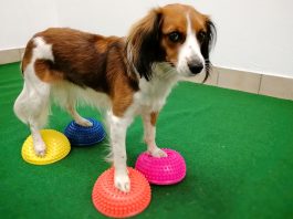 Hunde Fitnesstraining