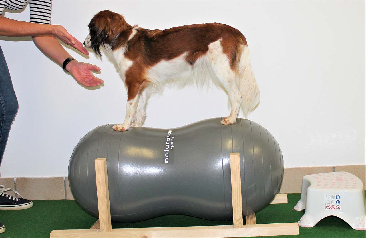 momentum chokolade Rusten Hunde-Fitness-Training: Auf die Nase, fertig, los! Tipps der Expertin