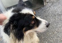 Border Collie Bach gerettet