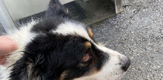 Border Collie Bach gerettet