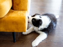 Hund beißt Möbel