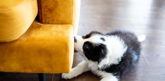Hund beißt Möbel