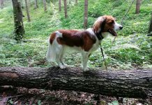 Hund Übungen Wald