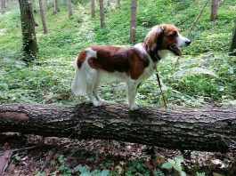 Hund Übungen Wald
