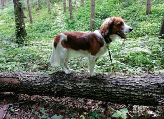 Leseecke - Planet Hund