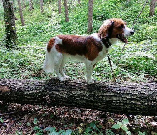 Hund Übungen Wald
