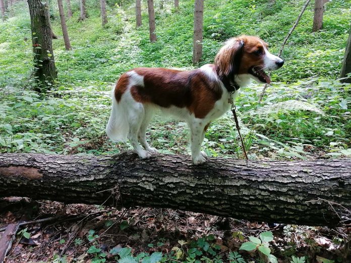 Hund Übungen Wald