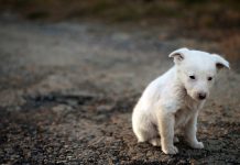 Hund einsam